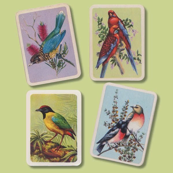 Four bird cards in the hand makes Rick four times as happy. The cards are from Tuckfield's Australiana Series.