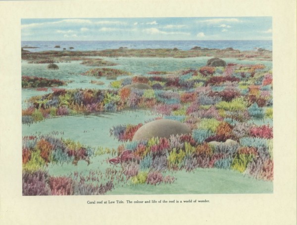 The Great Barrier Reef. Illustration from Picturesque Mackay. 