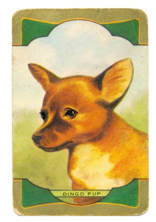 Dingo pup swapcard
