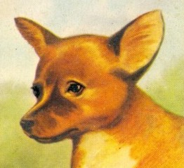 Dingo pup swapcard
